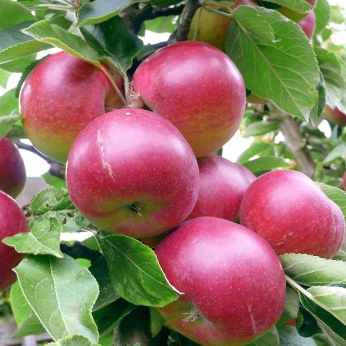 Malus domestica 'Kovalenkovskoje' - Õunapuu 'Kovalenkovskoje' C6/6L